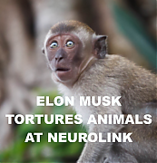 ELON_MUSK_TESTING_BRAIN_TOYS_ON_ANIMALS.png